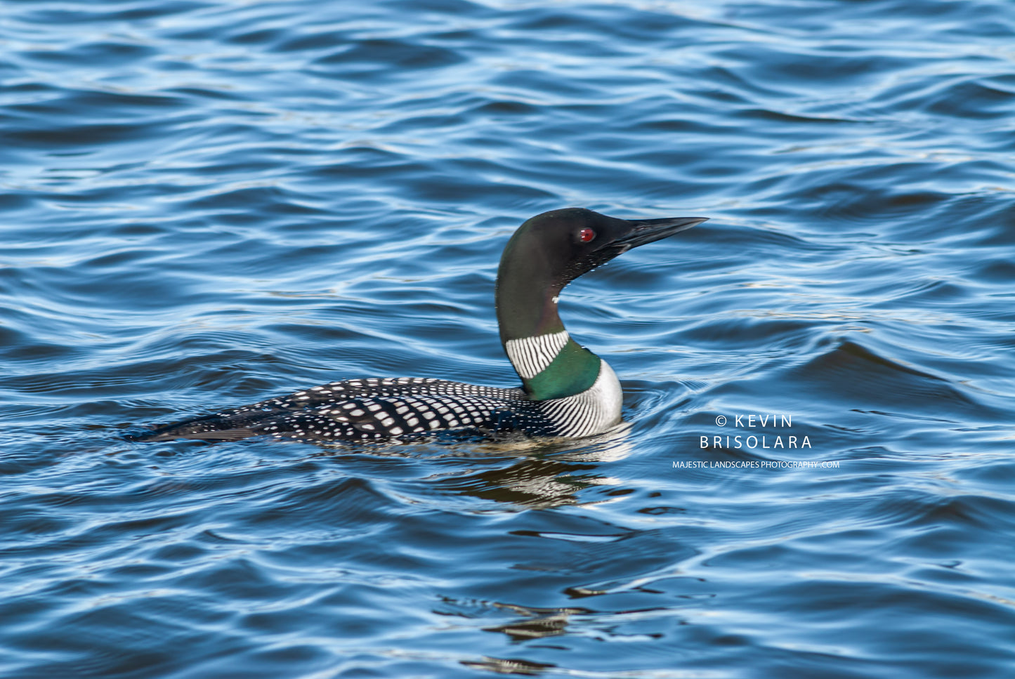 COMMON LOON