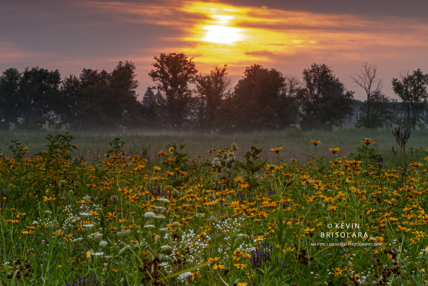 AN ABUNDANCE OF BEAUTIFUL WILDFLOWERS AT SUNRISE