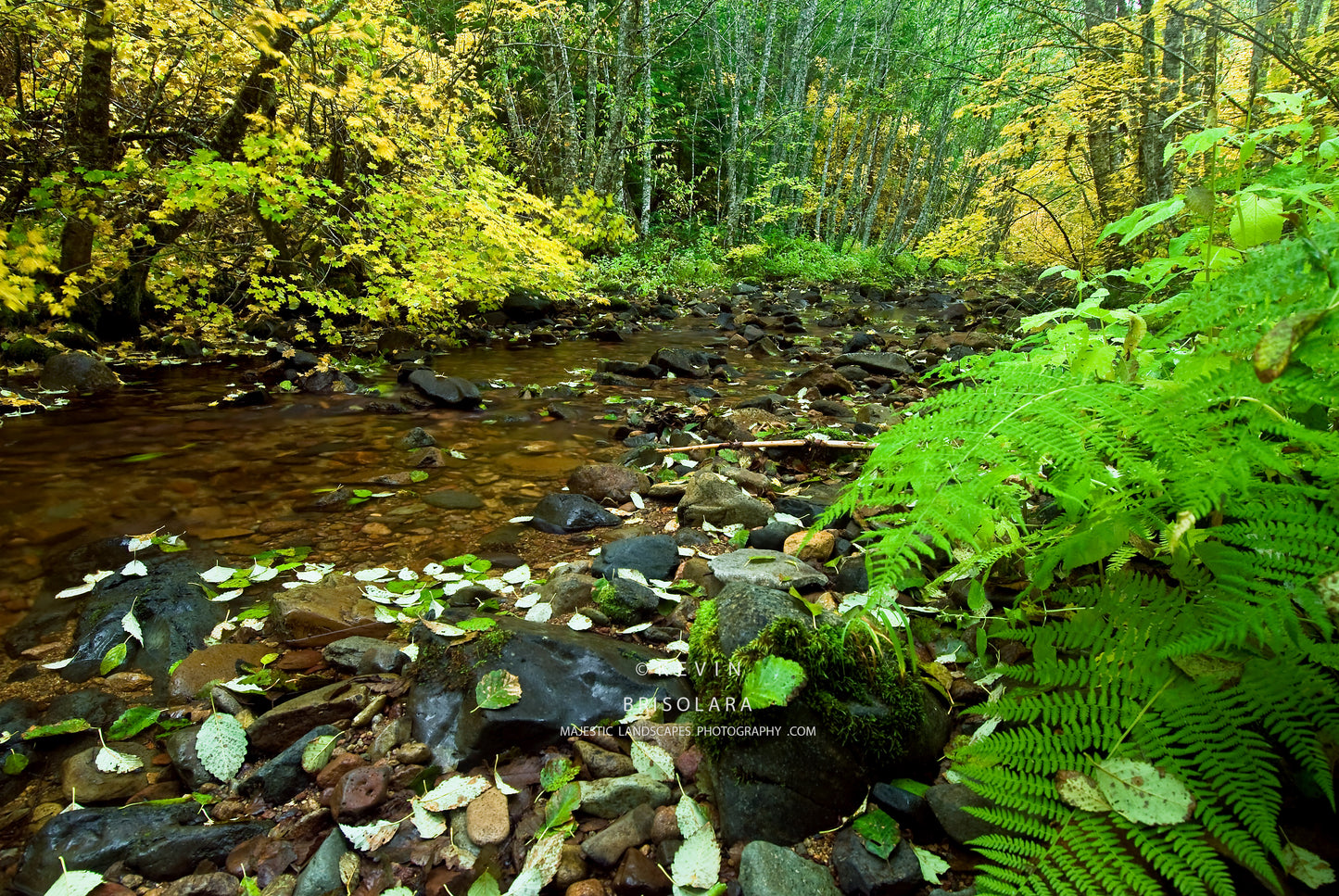 NOTE CARDS 217_401  CLARK CREEK, UMPQUA NATIONAL FOREST