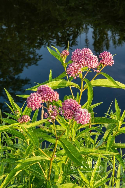 A BEAUTIFUL SCENE ALONG THE RIVER