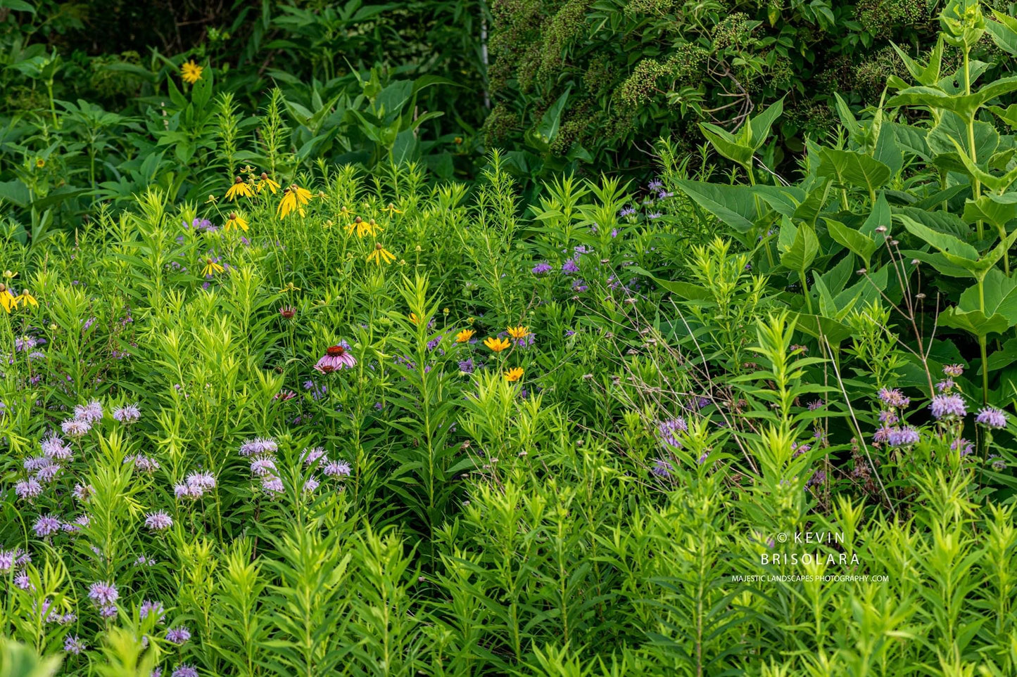 WILDFLOWERS OF THE PARK