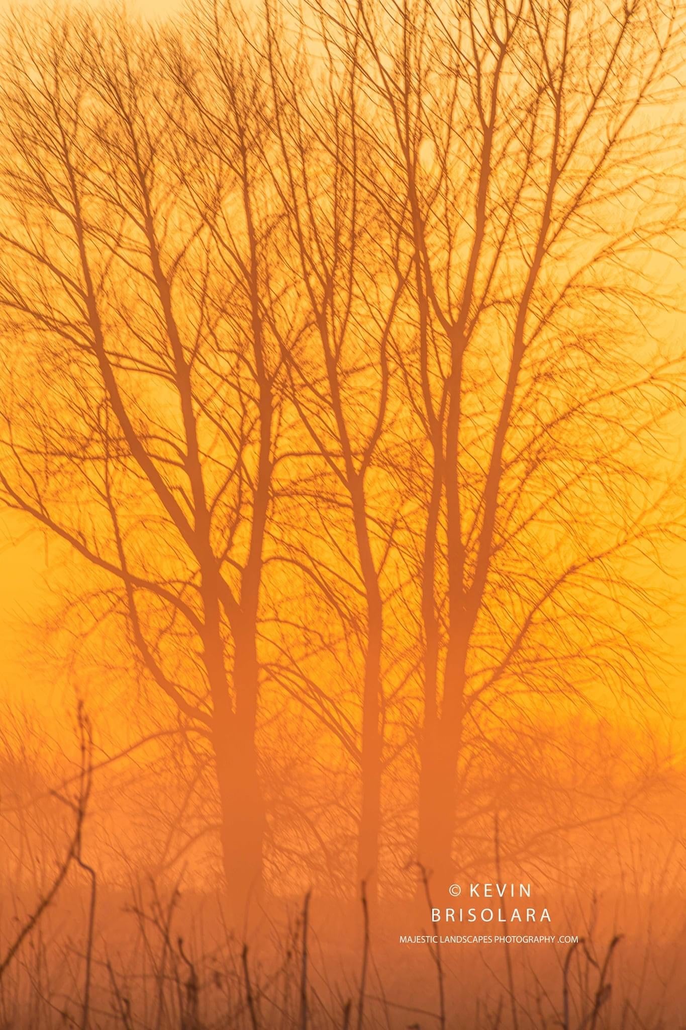 THE GOLDEN TREES OF THE PARK